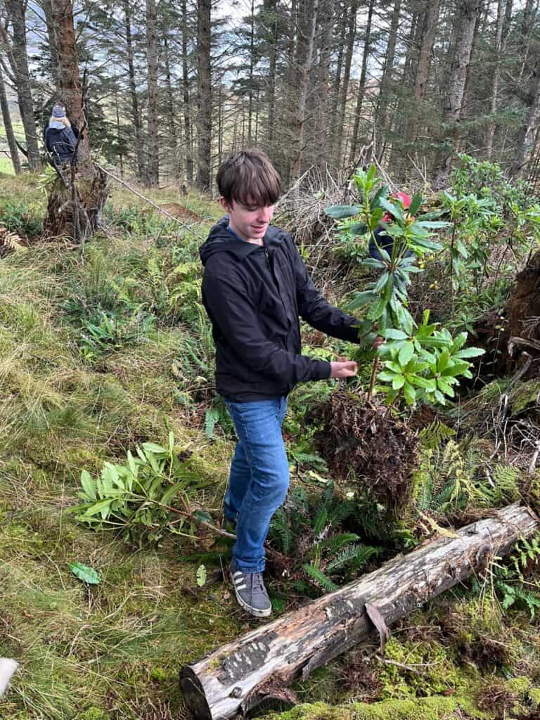 young person holding a medium sized hedge in a woodland, looking at the hedge.